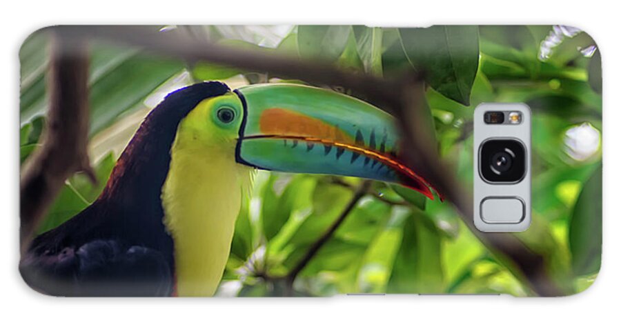 Michelle Meenawong Galaxy Case featuring the photograph The Toucan by Michelle Meenawong