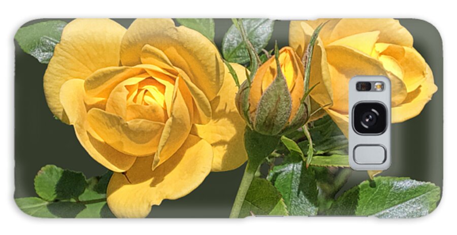 Yellow Roses Galaxy Case featuring the digital art The Yellow Rose Family by Daniel Hebard