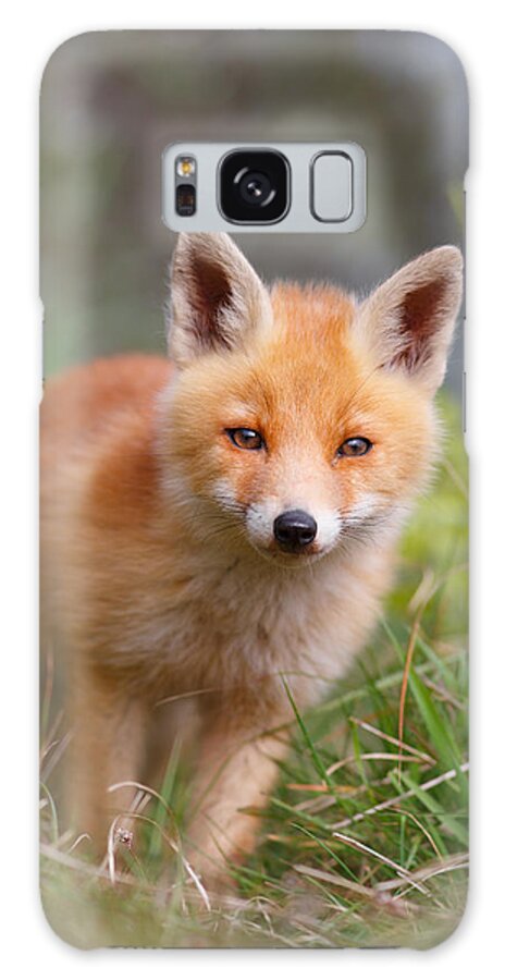 Afternoon Galaxy Case featuring the photograph The young and eager red fox kit by Roeselien Raimond