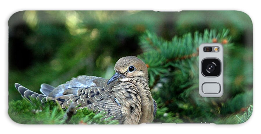Dove Galaxy Case featuring the photograph This Is My Best Side by Debbie Oppermann