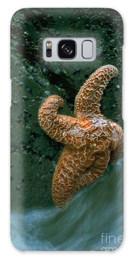 Star Fish Galaxy Case featuring the photograph This starfish has a good grip by Sven Brogren