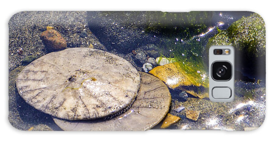 Sand Dollar Galaxy Case featuring the photograph Three Dollars by Wayne Enslow