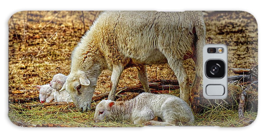 Landscape Galaxy Case featuring the photograph Three Lambs and a Sheep by Bob Orsillo