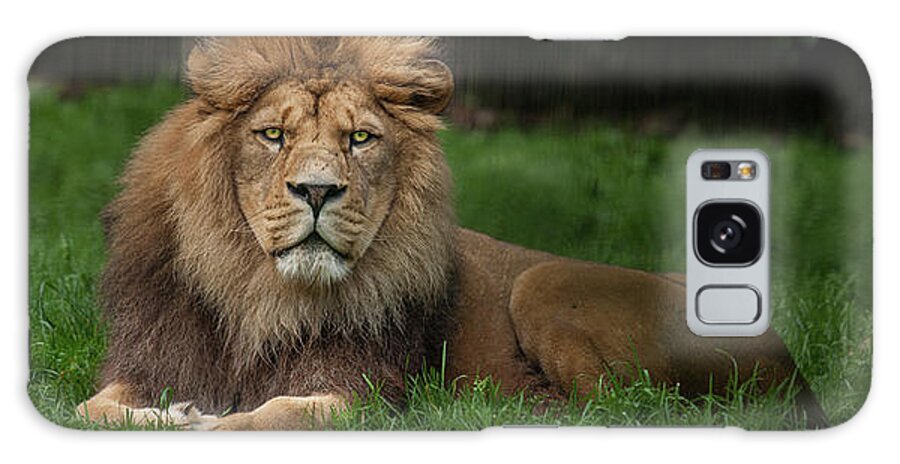 Lion Galaxy Case featuring the photograph Three Lions by Nigel R Bell
