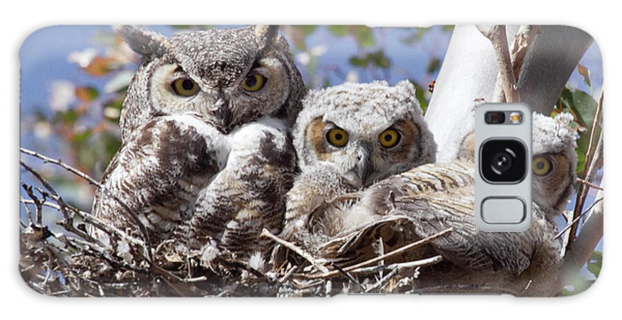 Great Horned Owl Galaxy Case featuring the photograph Three pairs of eyes by Elvira Butler