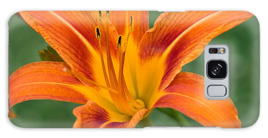 Daylily Galaxy Case featuring the photograph Daylily by Holden The Moment