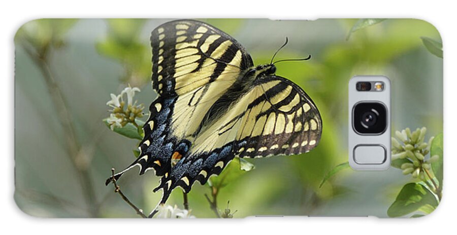 Tiger Swallowtail Butterfly Galaxy Case featuring the photograph Tiger Swallowtail Butterfly in the Privet 2 by Robert E Alter Reflections of Infinity