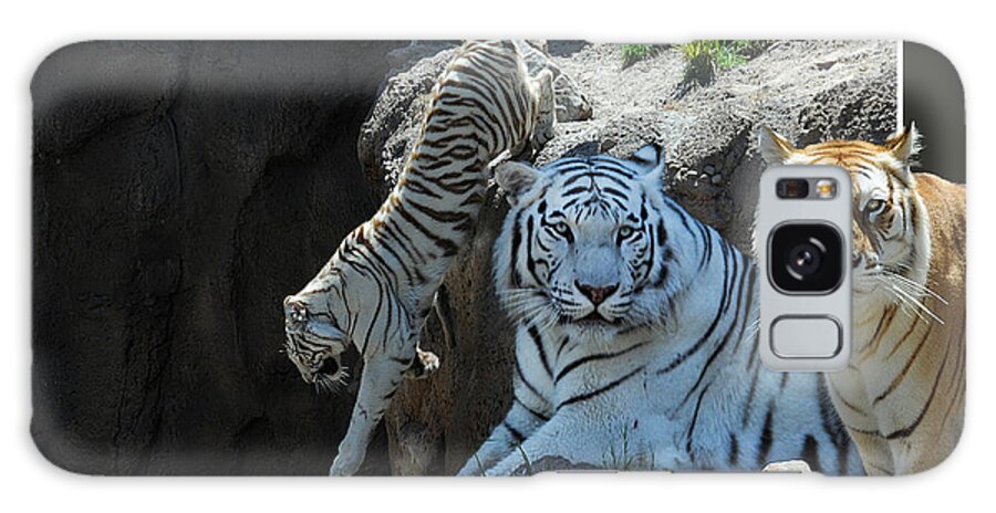 Out Of Frame Galaxy Case featuring the photograph Tigers Out Of Frame by Keith Lovejoy