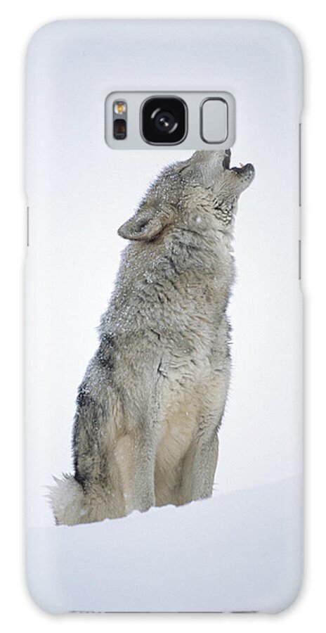 #faatoppicks Galaxy Case featuring the photograph Timber Wolf Portrait Howling In Snow by Tim Fitzharris