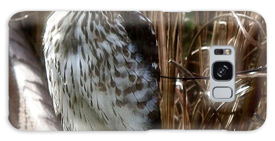 Bird Galaxy Case featuring the photograph Tiny Hawk Stare by Shawn M Greener