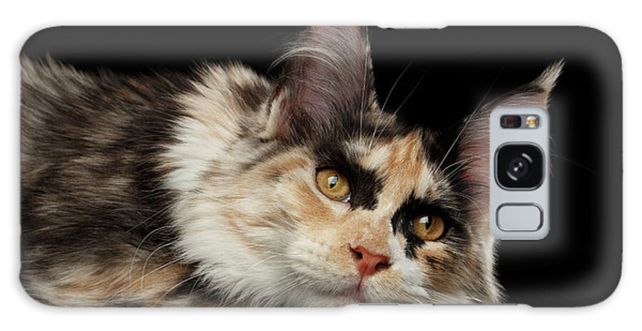 Tired Galaxy Case featuring the photograph Tired Maine Coon Cat lie on Black background by Sergey Taran