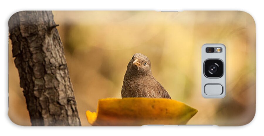 A Bird At Wilpattu National Park Galaxy Case featuring the photograph To eat or not to eat by Venura Herath