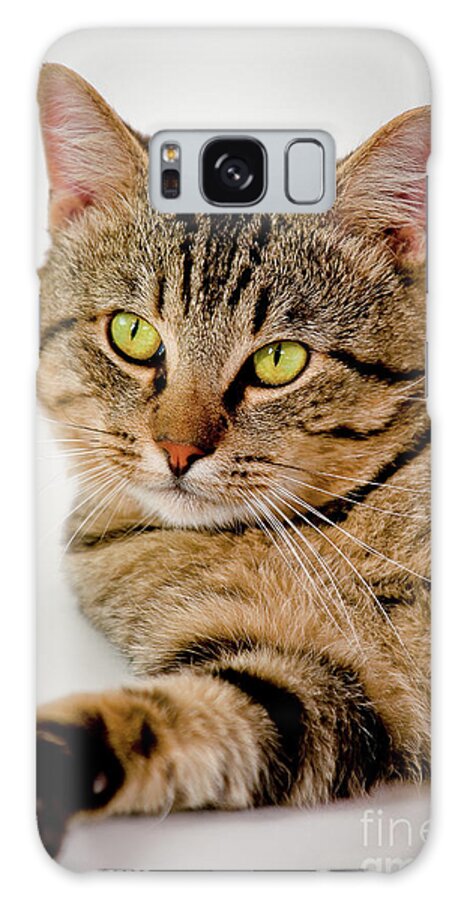 Cat Galaxy Case featuring the photograph Toby 2 by Dean Birinyi