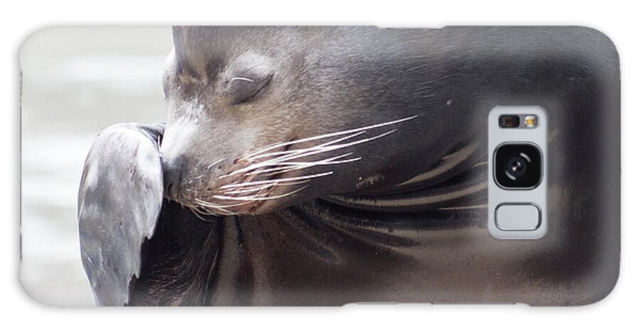Sea Lion Galaxy Case featuring the photograph Touch My Nose by Miroslava Jurcik