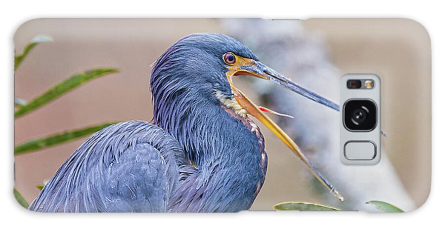 Nature Galaxy Case featuring the photograph Tricolored Heron Yawning UP CLOSE by DB Hayes