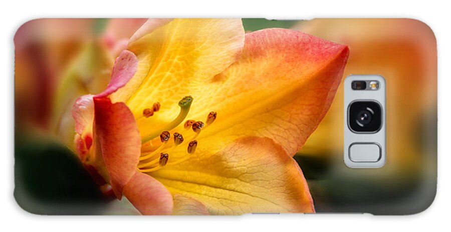 Rhododendron Galaxy Case featuring the photograph Trumpet of Spring by Mary Jo Allen