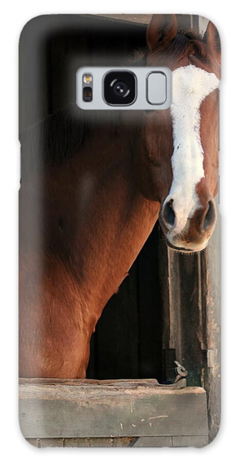 Thoroughbred Galaxy Case featuring the photograph T's Window by Angela Rath