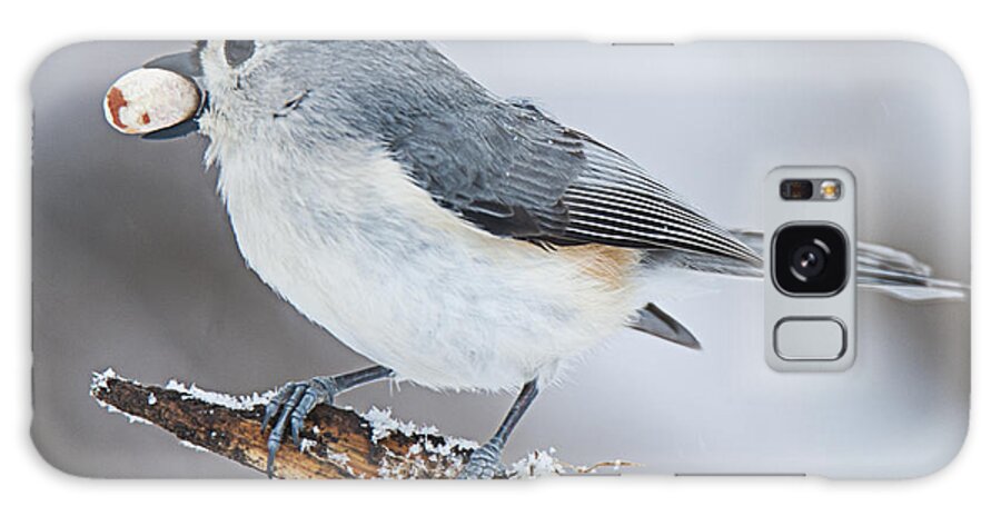 Tufted Titmouse Galaxy Case featuring the photograph Tufted Titmouse by Roni Chastain