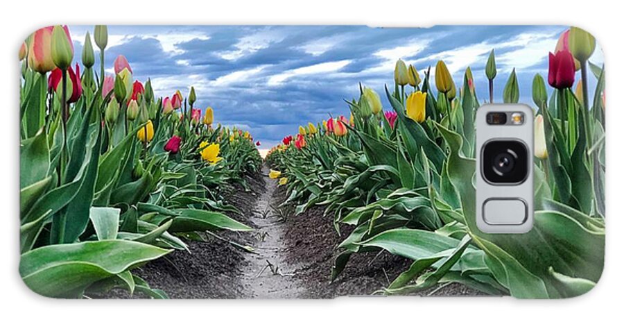 Tulip Galaxy Case featuring the photograph Tulip Rows by Brian Eberly