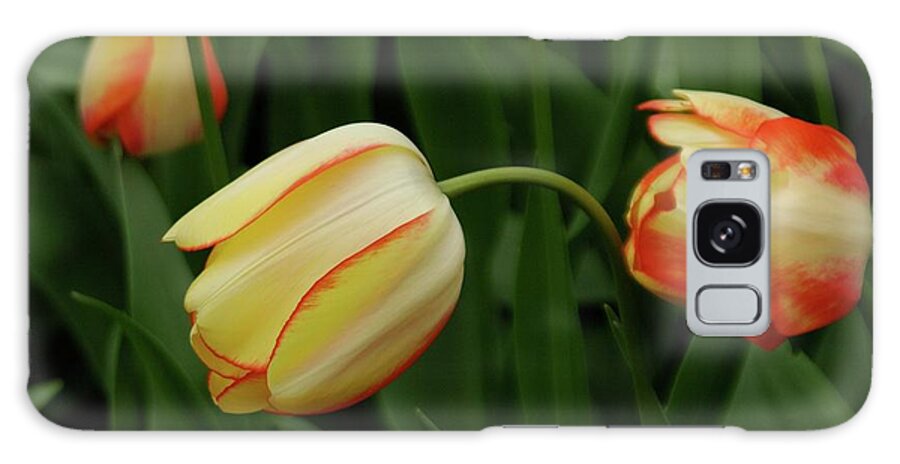 Tulipa Gesneriana Galaxy S8 Case featuring the photograph Nodding Tulips by Adele Aron Greenspun