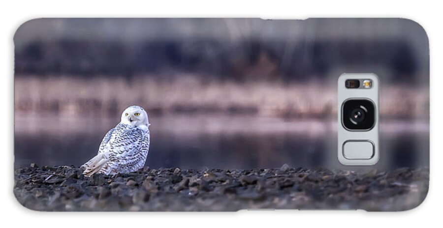 Snowy Owl Galaxy Case featuring the photograph Turning Heads by Belinda Greb