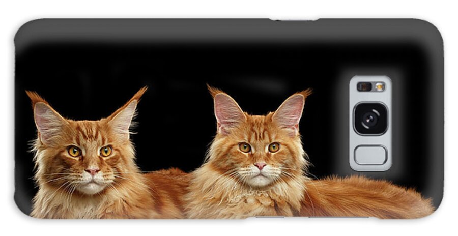 Angry Galaxy Case featuring the photograph Two Ginger Maine Coon Cat on Black by Sergey Taran
