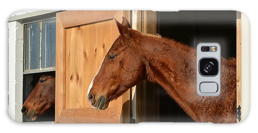 Horse Galaxy Case featuring the photograph Two in a Row by Tana Reiff