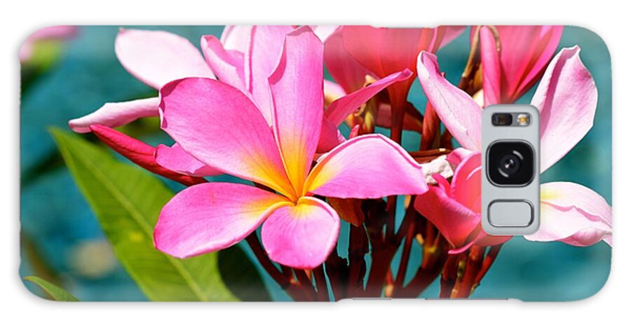 Plumeria Galaxy S8 Case featuring the photograph Two Tone Beauty by Johanne Peale