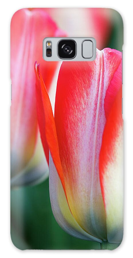 Tulips Galaxy Case featuring the photograph Two Tulips by Rebekah Zivicki
