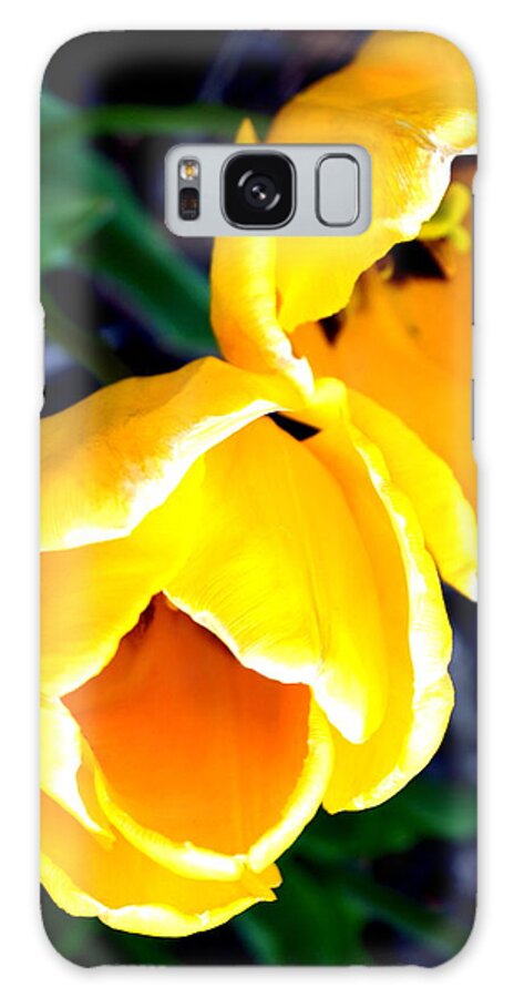 Tulip Galaxy Case featuring the photograph Two Yellow Tulips by Katy Hawk
