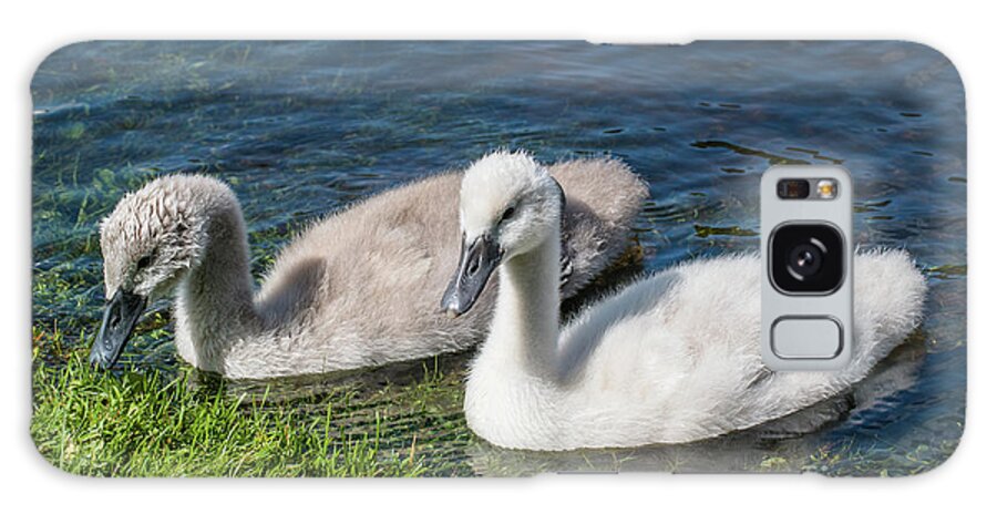 Cygnus Olor Galaxy Case featuring the photograph Two young cygnets of mute swan swimming in a lake by Amanda Mohler