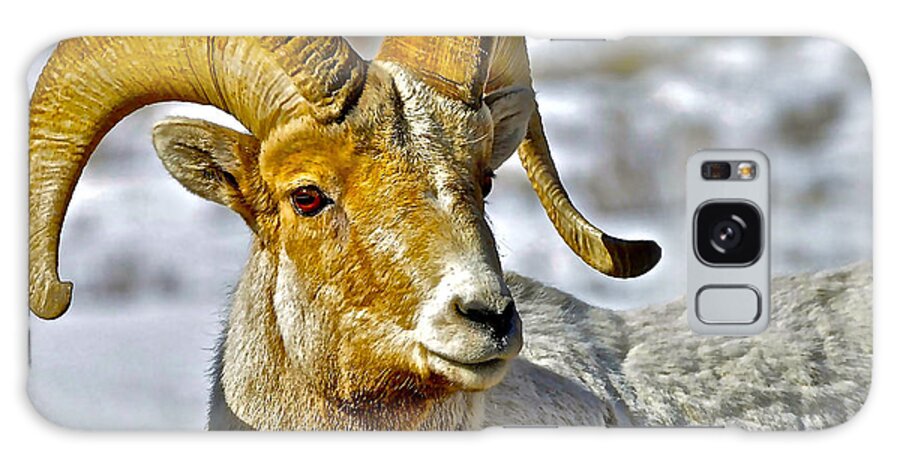 Bighorn Sheep Galaxy Case featuring the photograph Up Close But Not Personal by Don Mercer