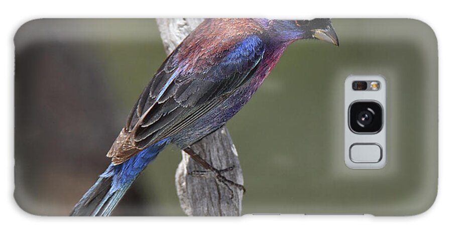 Bird Galaxy Case featuring the photograph Varied Bunting by Alan Lenk
