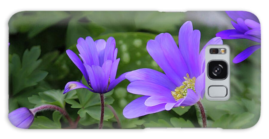 Tea Time Galaxy Case featuring the photograph Vinca In The Morning by Jeanette C Landstrom