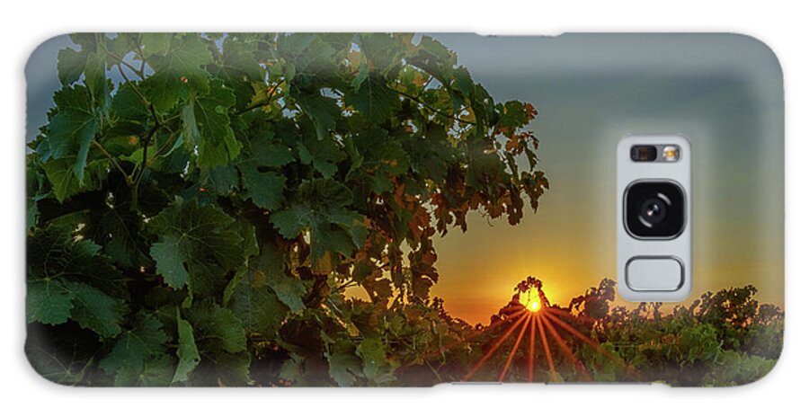 Paso Robles Galaxy Case featuring the photograph Vineyard Canopy Sunrise by Tim Bryan