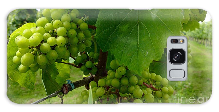 Food Galaxy Case featuring the photograph Vineyard Grapes by Jason Freedman
