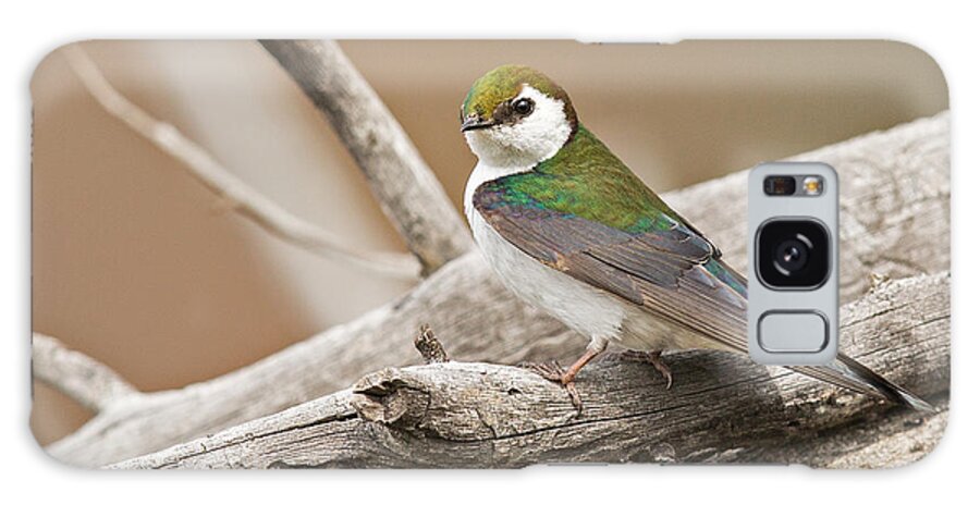 Swallow Galaxy Case featuring the photograph Violet-Green Swallow in Montana 3 by Natural Focal Point Photography