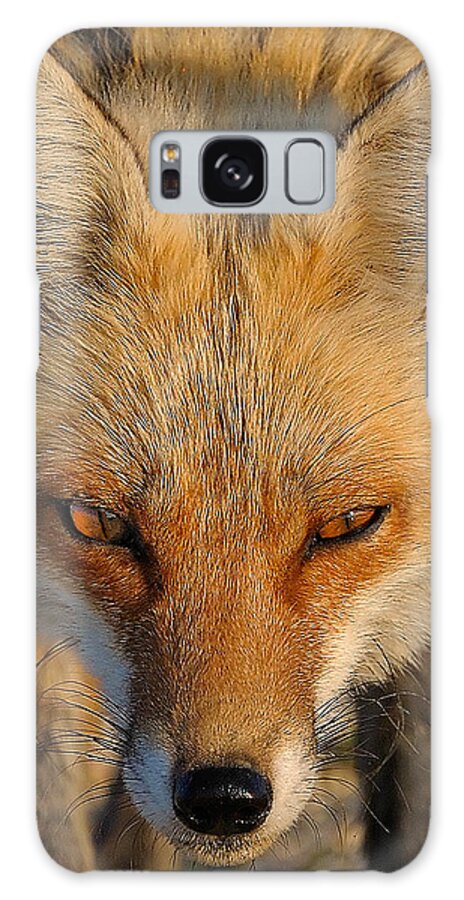 Fox Galaxy Case featuring the photograph Vixen by William Jobes