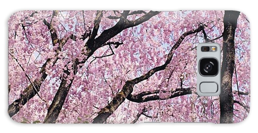 Flowerstagram Galaxy Case featuring the photograph Walking Beneath Giant Cherry Blossom by Margaret Goodwin