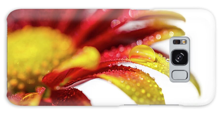 Mum Galaxy Case featuring the photograph Water Droplets On Mum Petals Nature / Botanical / Floral Photograph by PIPA Fine Art - Simply Solid