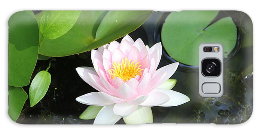 Flower Galaxy Case featuring the photograph Water Lily by Allen Nice-Webb