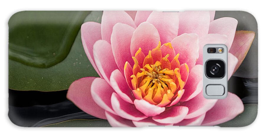 Water Lily Galaxy Case featuring the photograph Water Lily Study #3 by Mindy Musick King