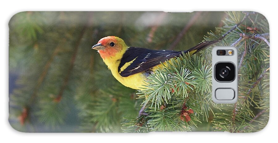  Galaxy Case featuring the photograph Western Tanager by Ben Foster