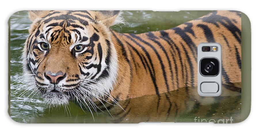Tiger Galaxy Case featuring the photograph Wet and Wild 2 by Chris Scroggins