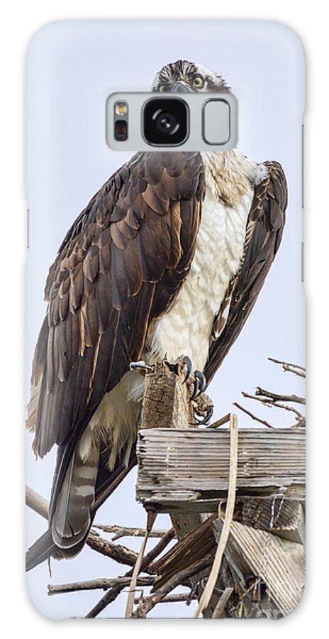 Osprey Galaxy Case featuring the photograph What Are YOU Looking At by Eddie Yerkish