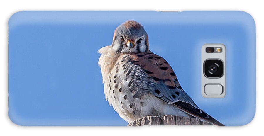 Kestrel Galaxy Case featuring the photograph What are you up to? by David F Hunter