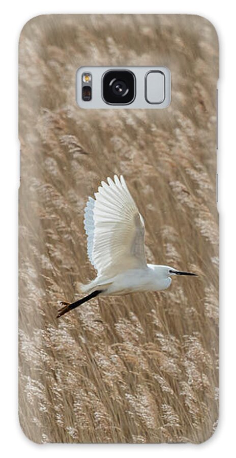 Little Egret Galaxy S8 Case featuring the photograph White and Gold by Wendy Cooper