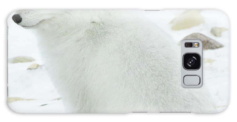 Fox Galaxy Case featuring the photograph White Arctic Fox by Steven Upton