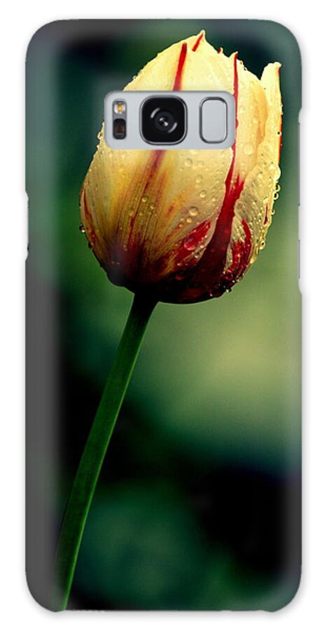 Art Galaxy Case featuring the photograph White Pink Tulip by Joan Han