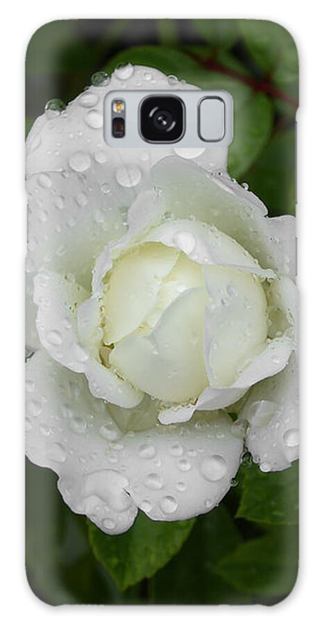White Galaxy Case featuring the photograph White Rose Bamberg by Pamela Newcomb